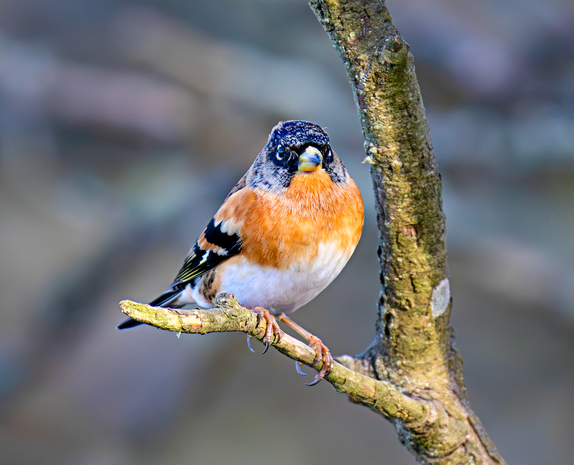 Brambling at Bavelaw 30 January 2025