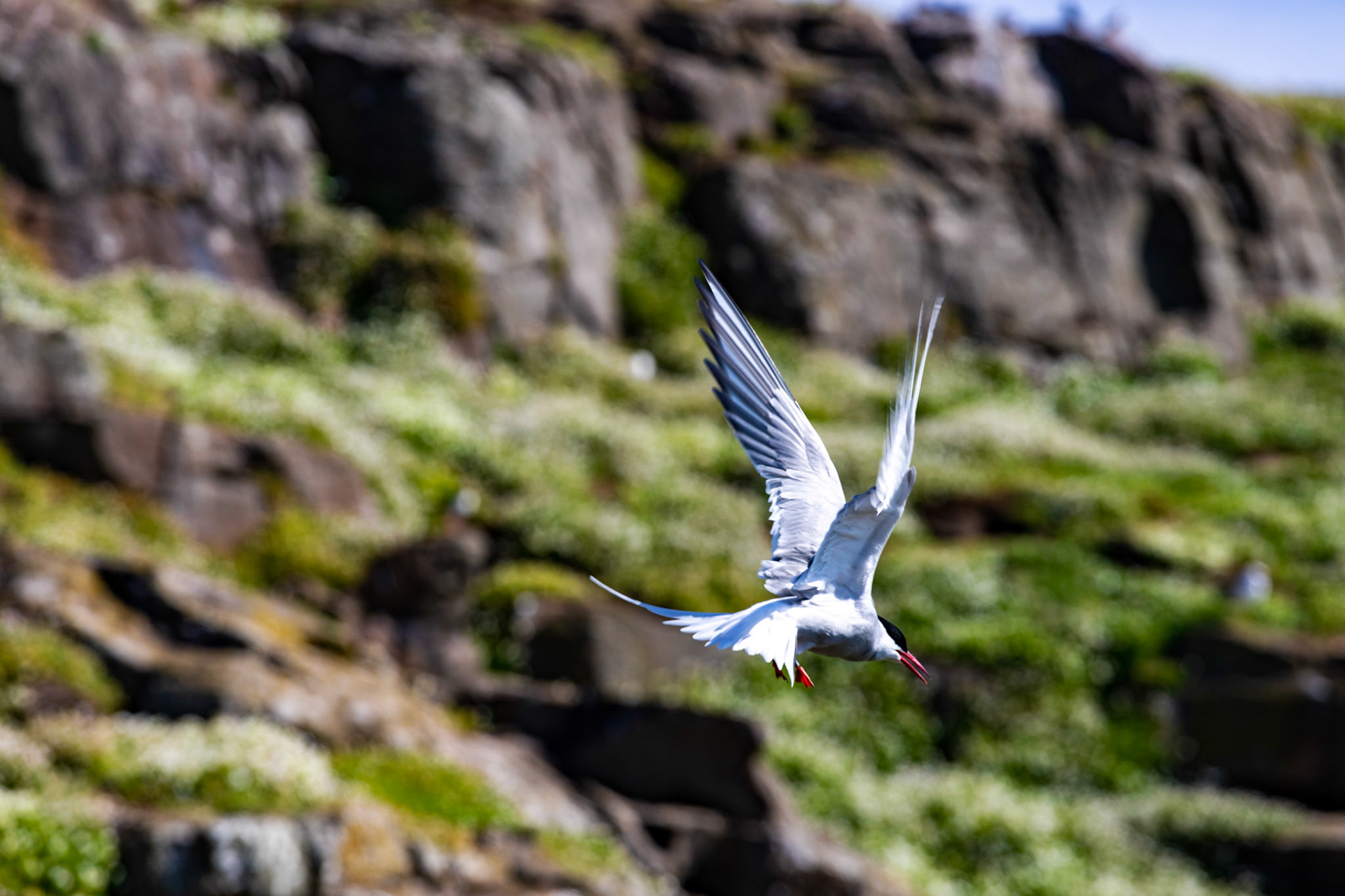 Isle of May - 04 June 2022