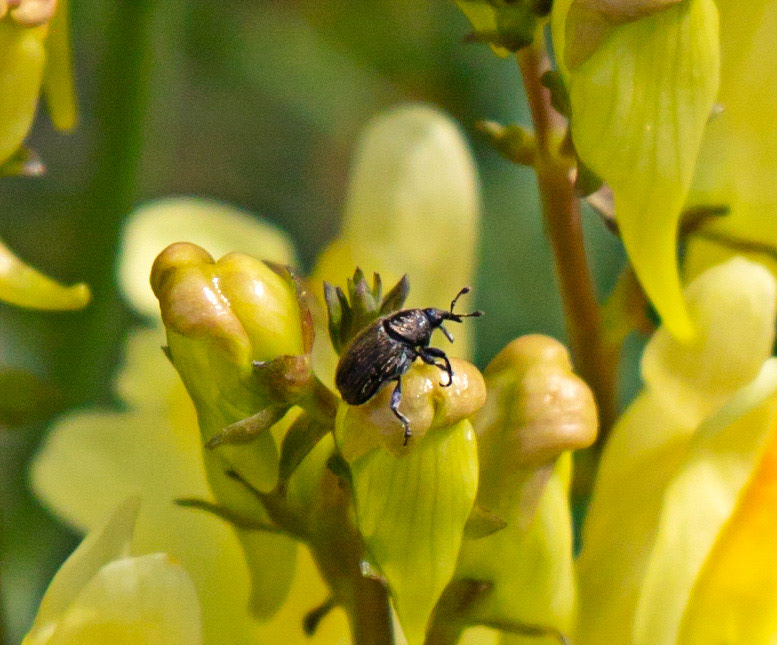 Walk Thames Path MArlow to Bourne End 06 August 2025
