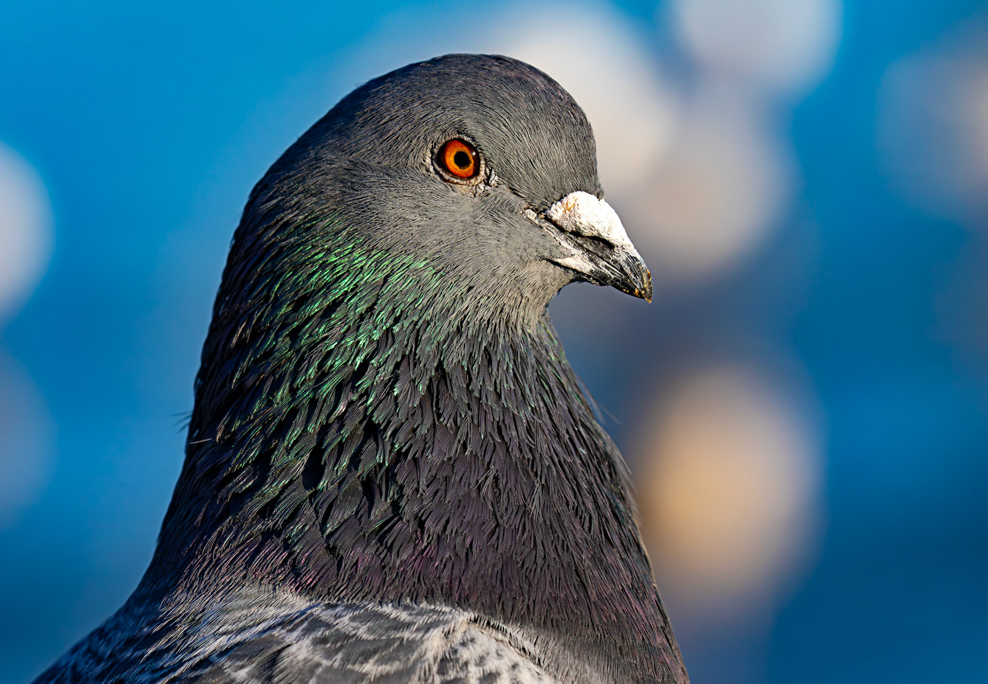 Feral Pigeon at Hogganfield Loch 10 January 2025
