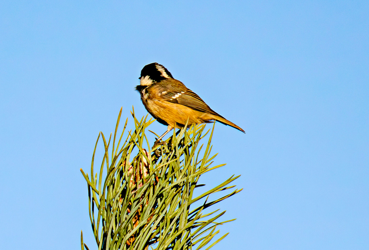 Coal Tit - Harperrig Reservoir 17 September 2024