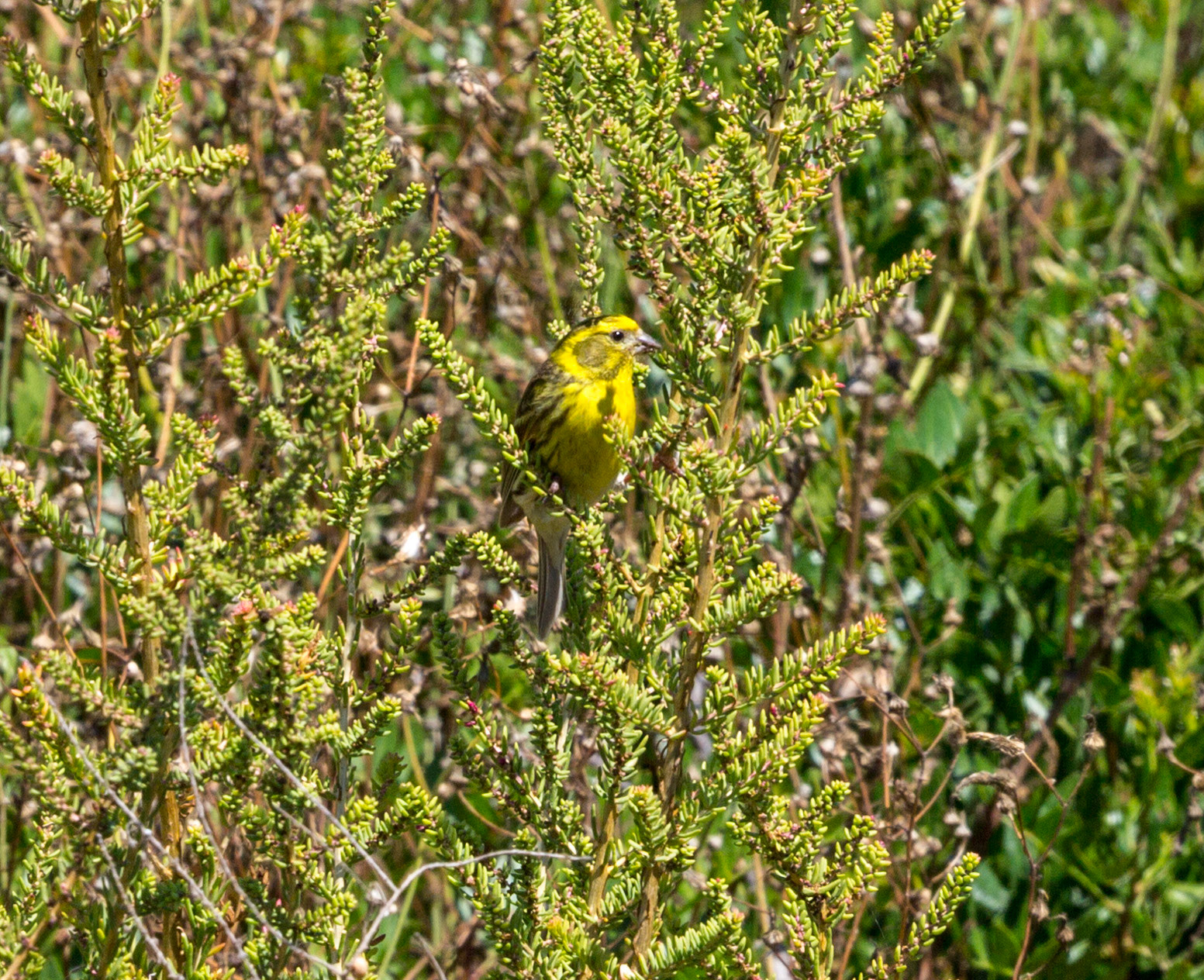 Serin - Colonia de Sant Jordi, Mallorca, SpainPlease see my other Photographs at: www.jamespdeans.co.uk