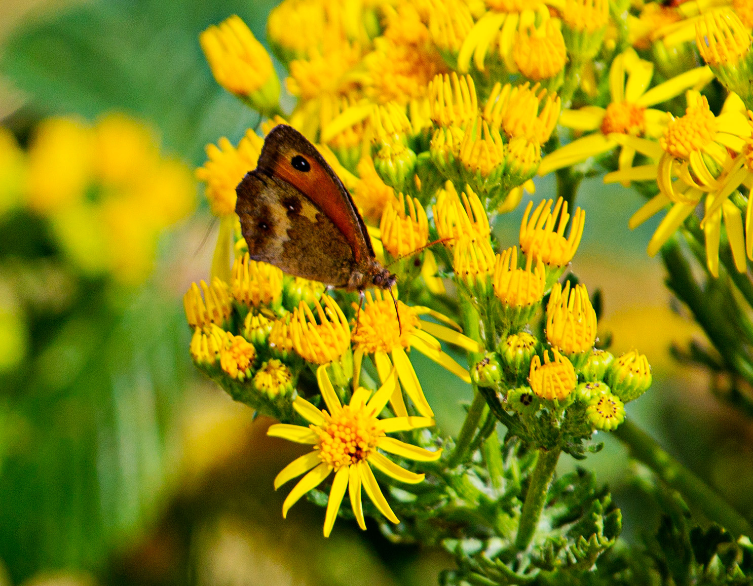 Ventnor Downs 13 July 2022