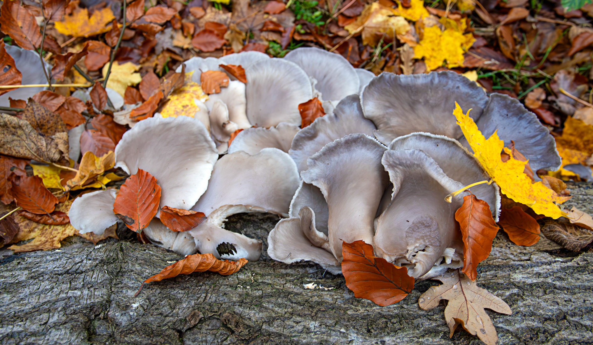 oyster mushrooms (Sarcomyxa serotina) Deans Woods - 07 November 2025
