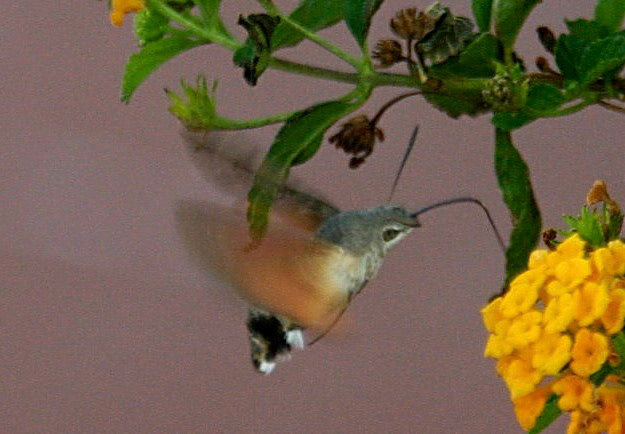 humming bird hawk moth - Sorrento