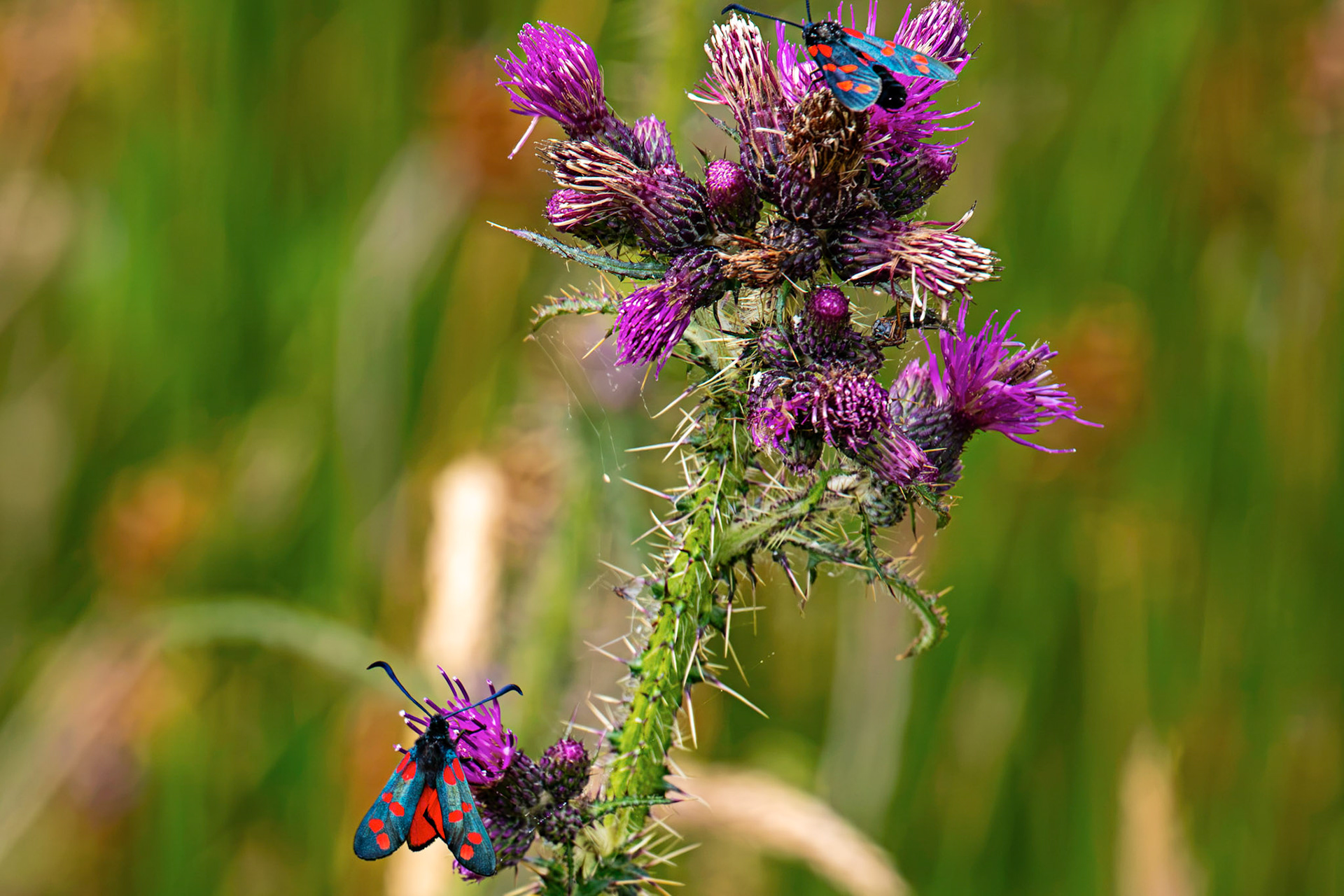 Six-spot burnet moth (Zygaena filipendulae) - Harperrig 14 July 2026
