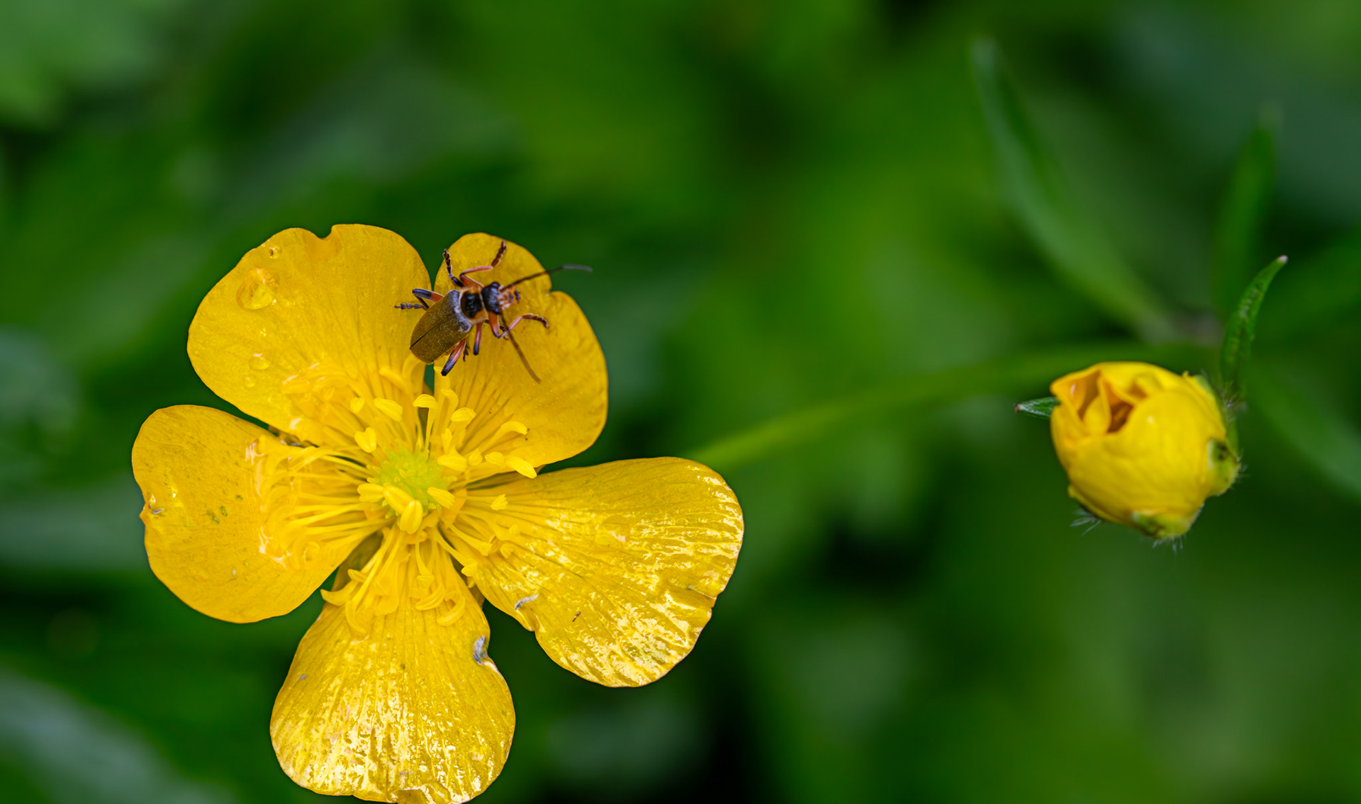 False Blister Beetle (Oedemera virescens) - Gogar Bridge - Leyburn Road 31 May 2025