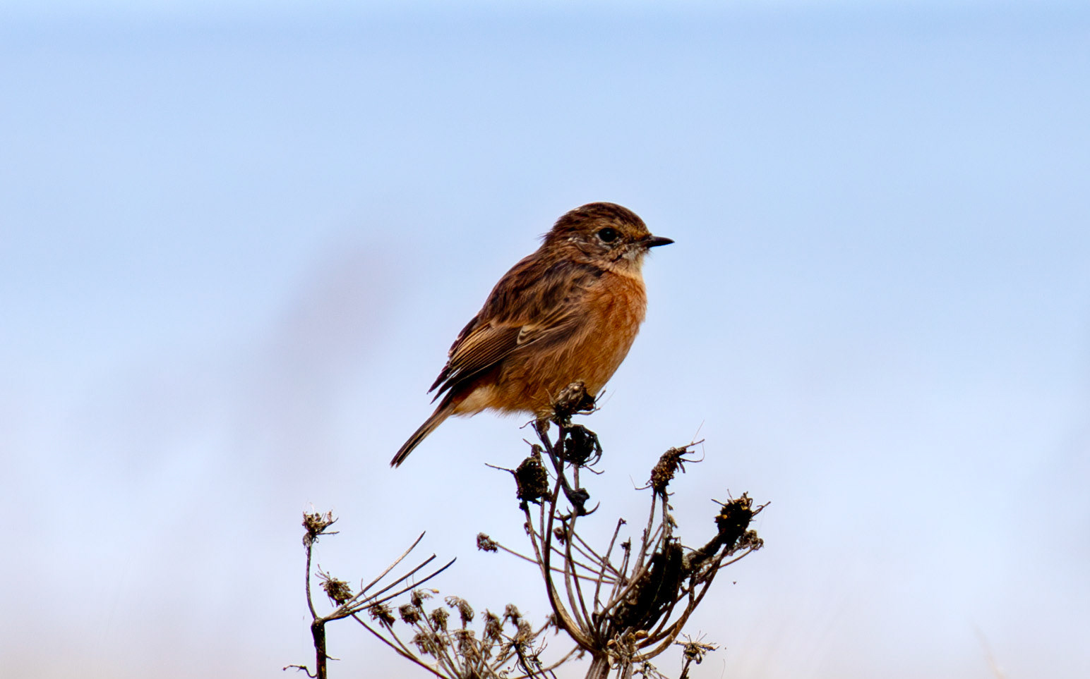 Stonechat at Barns  Ness 25 Sept 2024