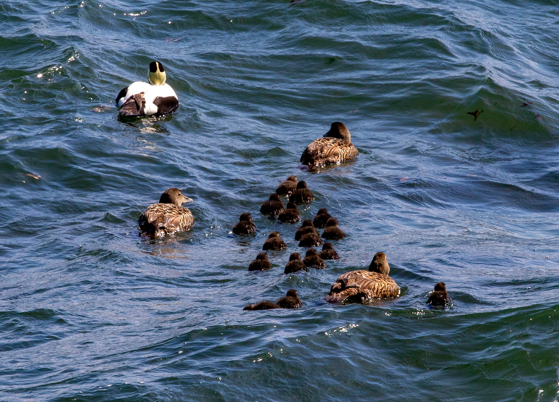 Eider at East Wemyss 25 May 2024