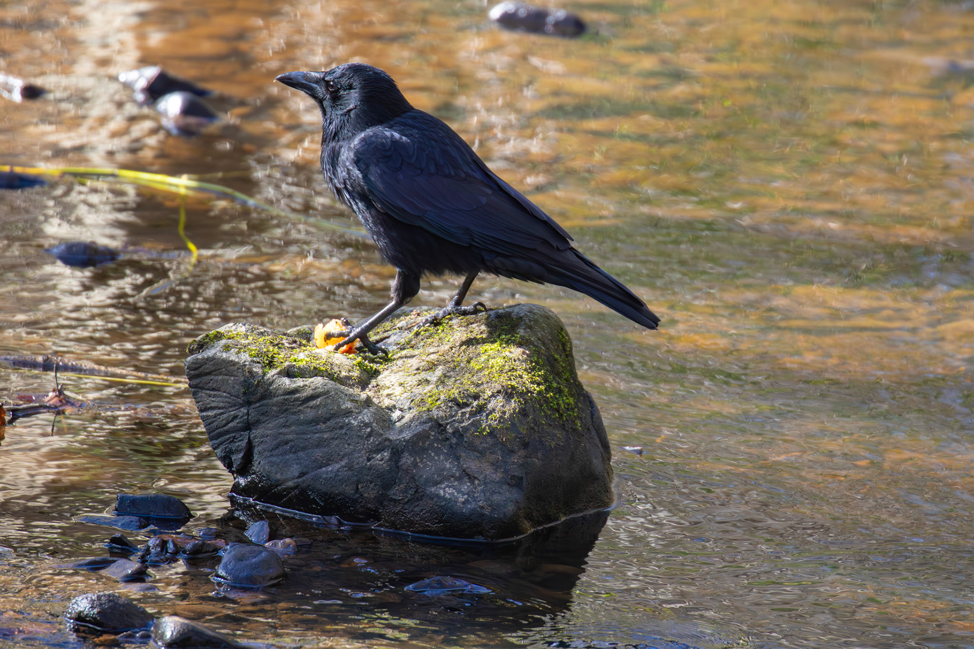 Carrion Crow from a Walk at Murieston 15 March 2025