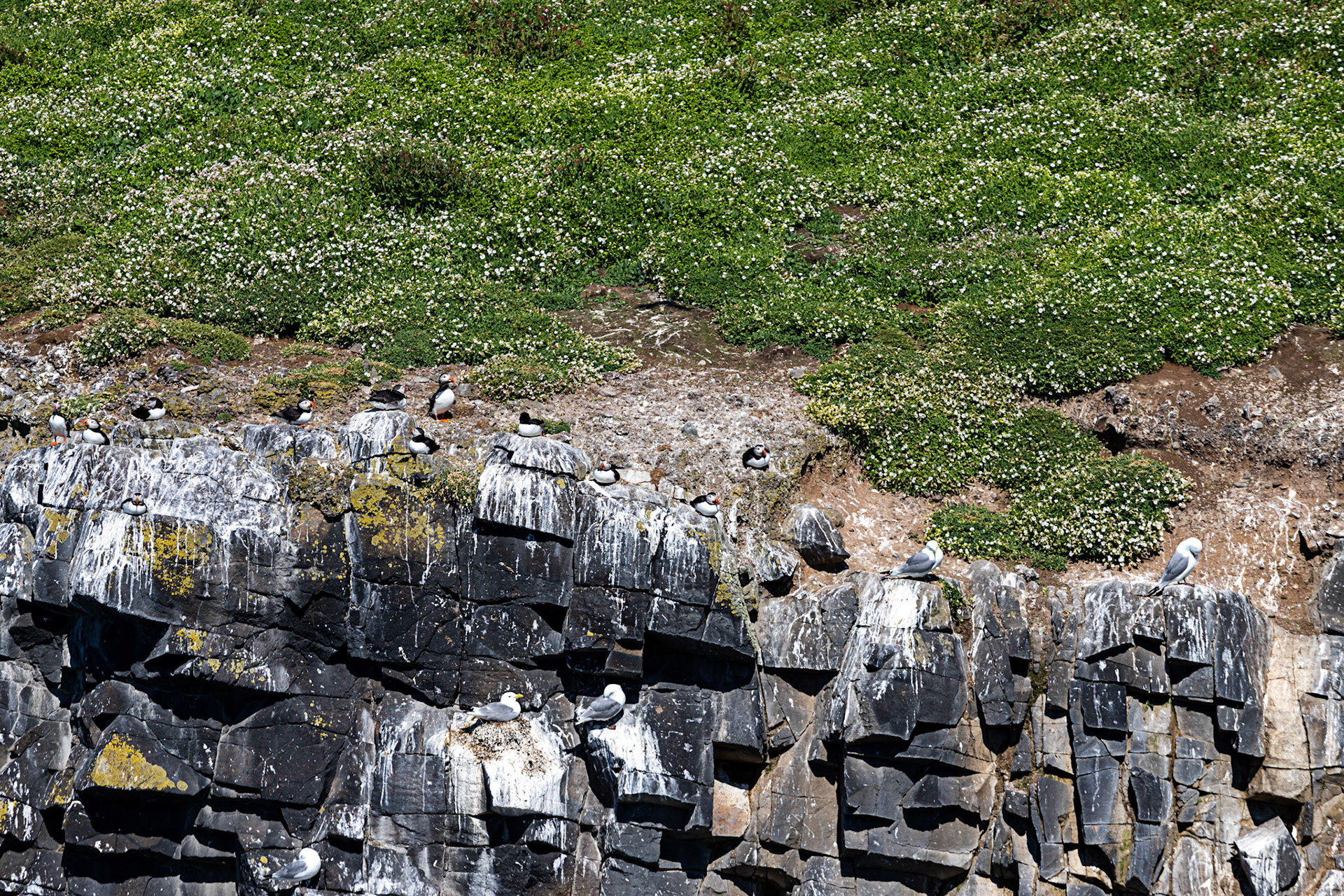 Puffin - Isle of May - 04 June 2022
