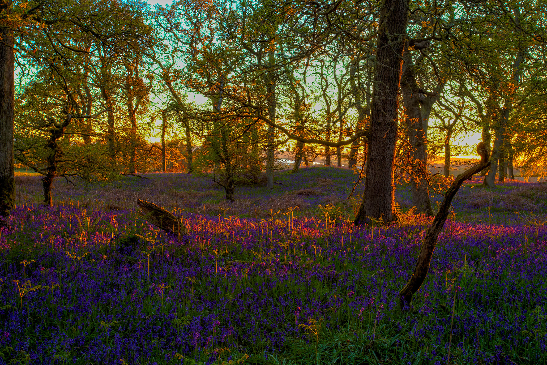 Kinclaven Bluebell Woods 16 May 2026