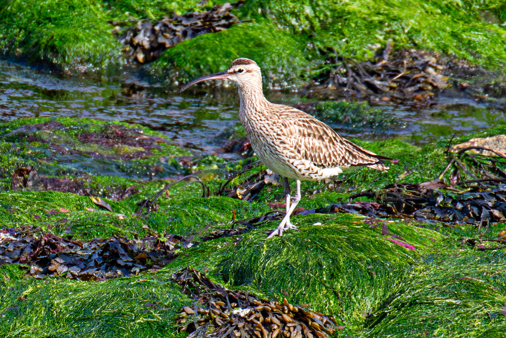Whimbrel at Brough 03 May 2026
