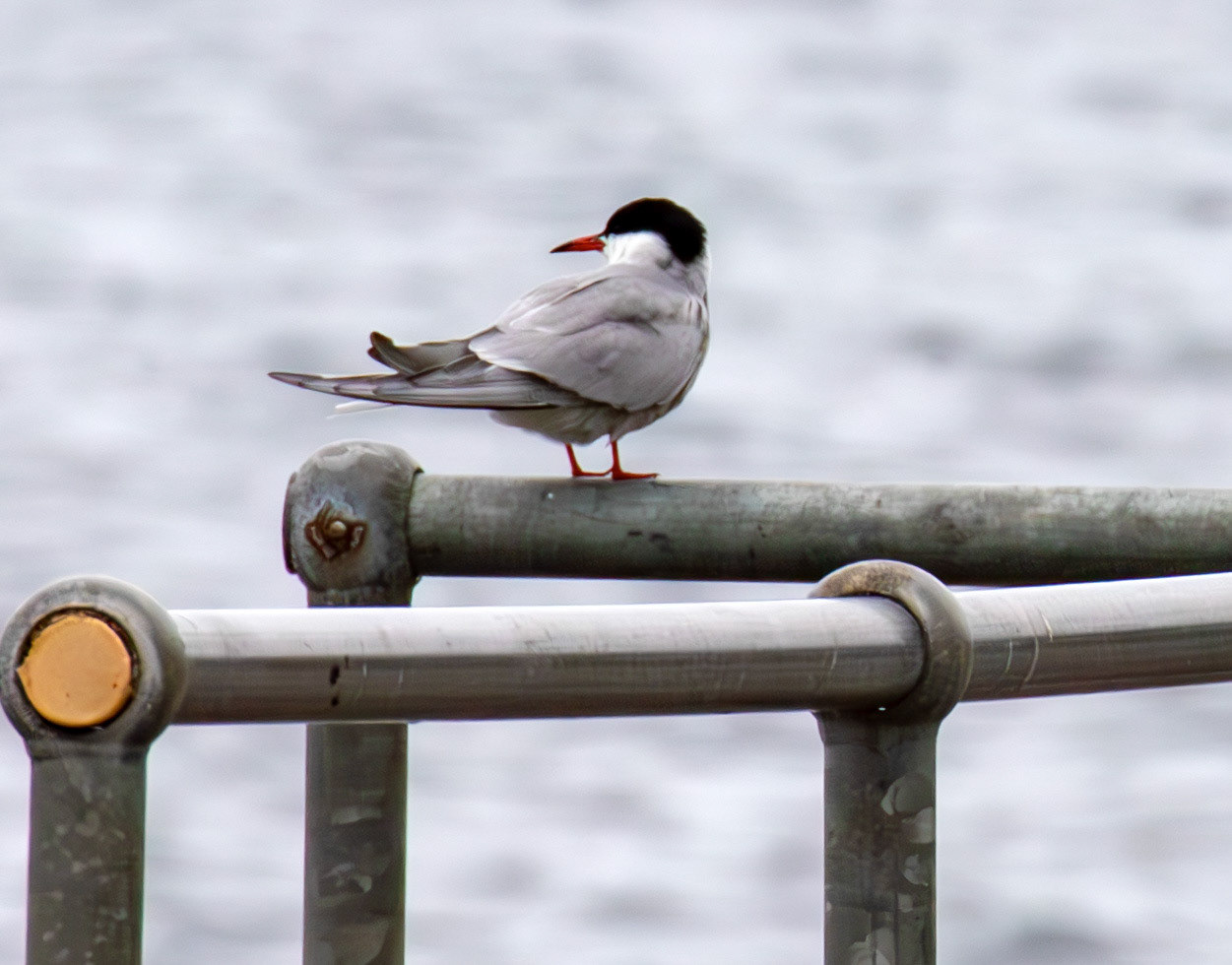 Common Tern - Wick 02 May 2026