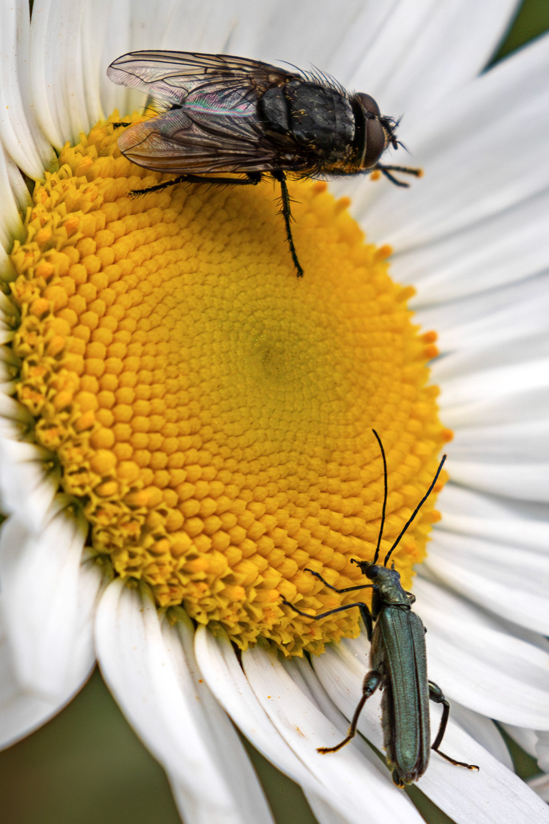 Bluebottle (Calliphora vicina) and a False Blister beetle (Oedemera virescens) at The Knock, Bathgate Hills 20 June 2026