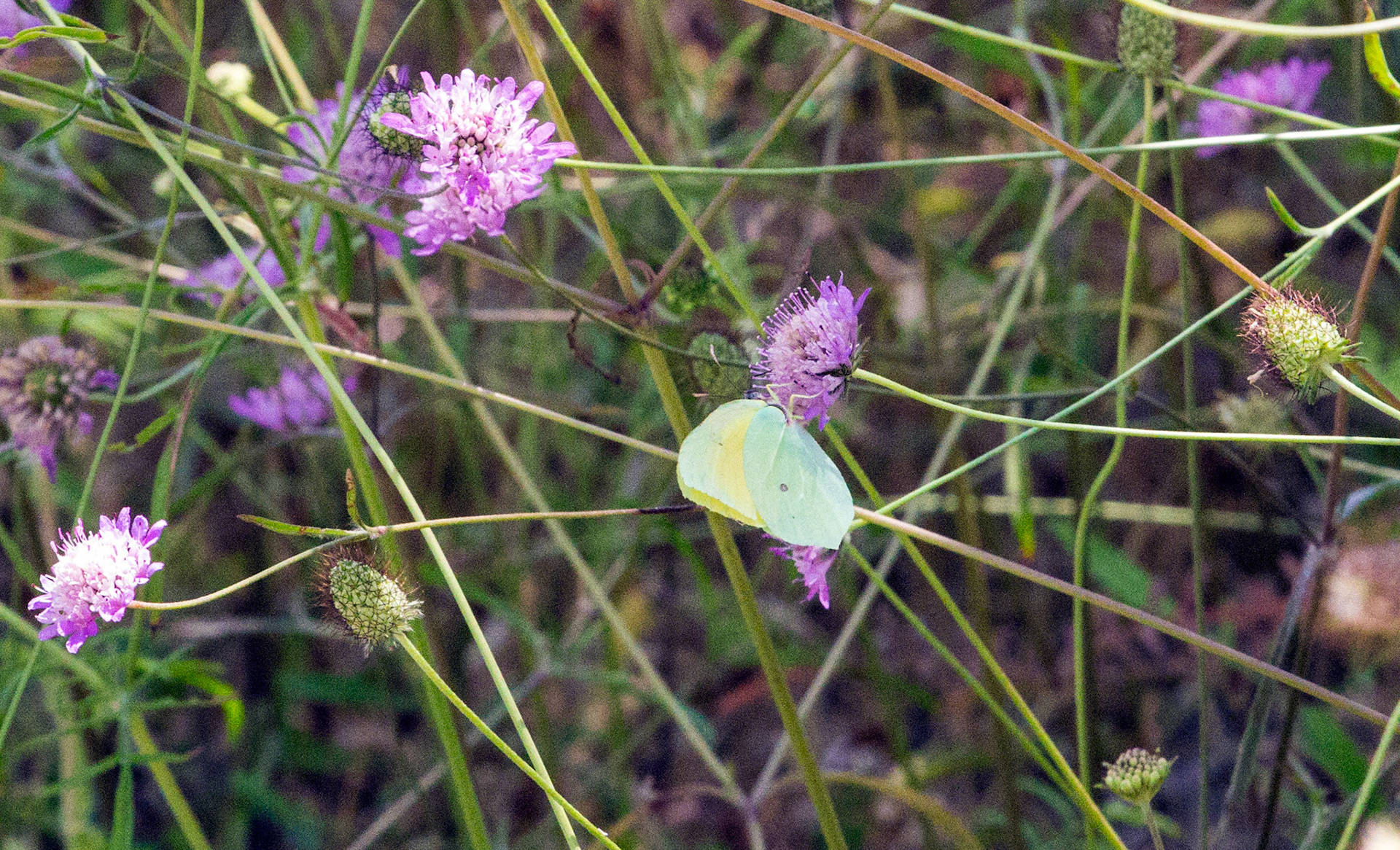 Parc Natural de s'Albufera de MallorcaPlease see my other Photographs at: www.jamespdeans.co.uk