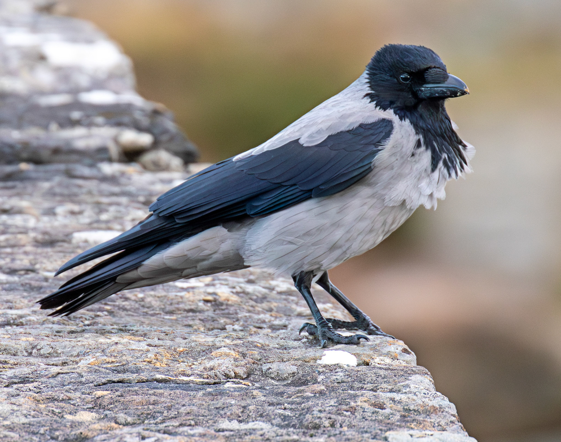 Hooded Crow on Sligachan Bridge, Skye 14 November 2025