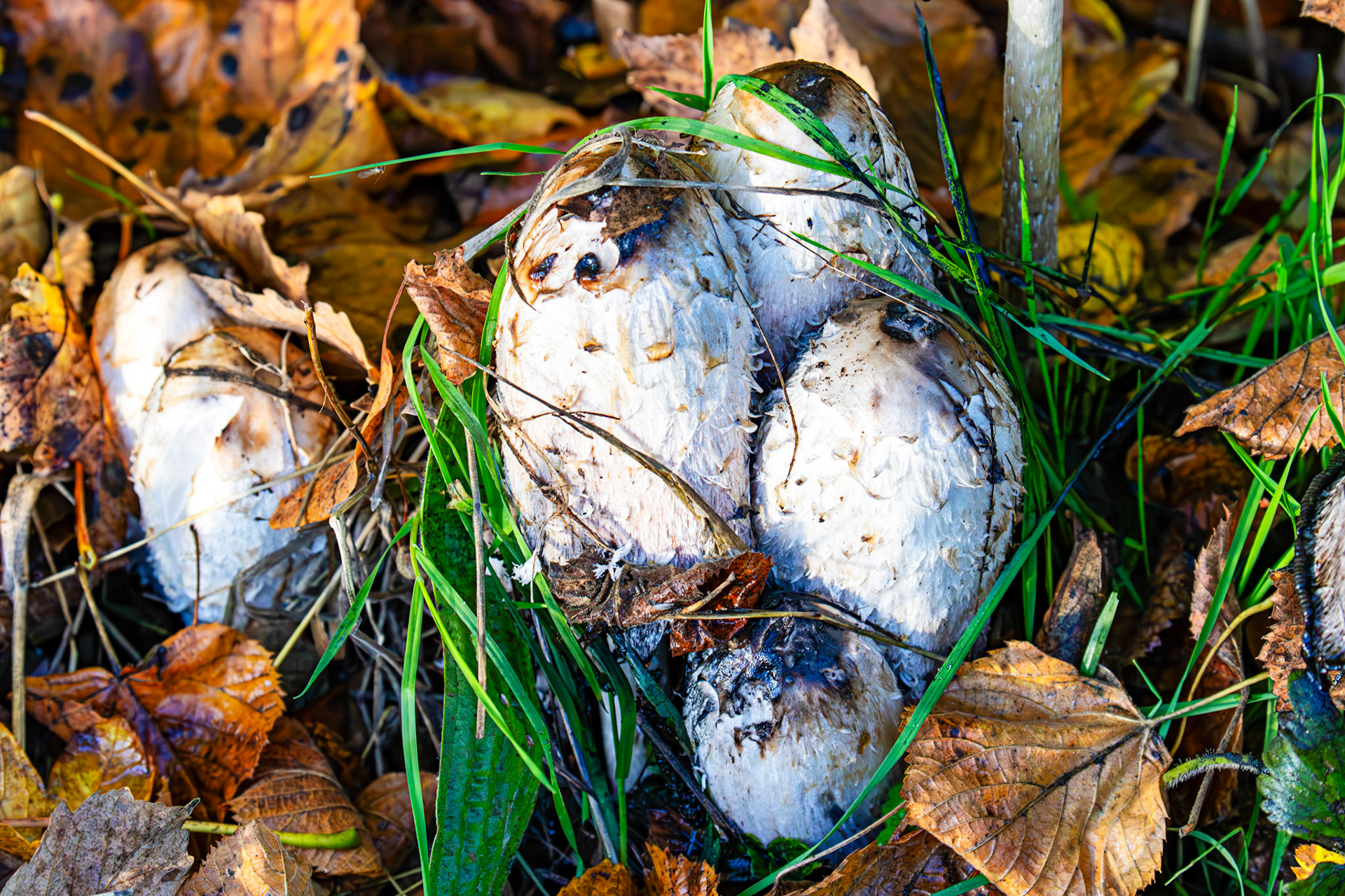 Shaggy Ink Cap - Coprinus comatus, Almondell at East Calder 27 October 2025