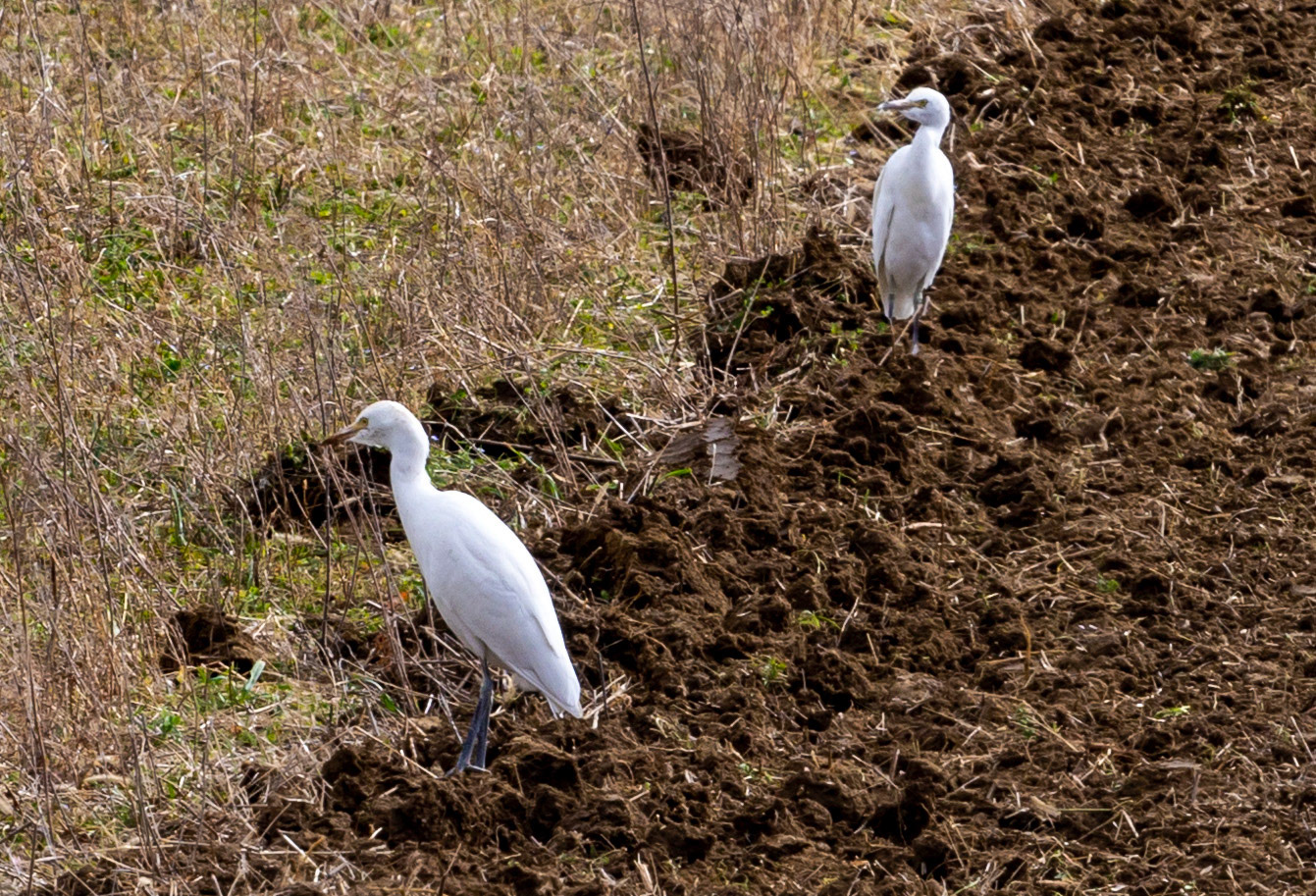 Urbisaglia 01 February 2020