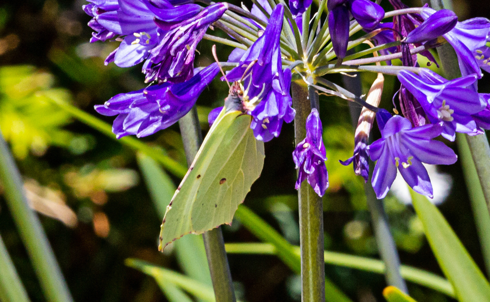 Mottistone IOW 16 July 2022