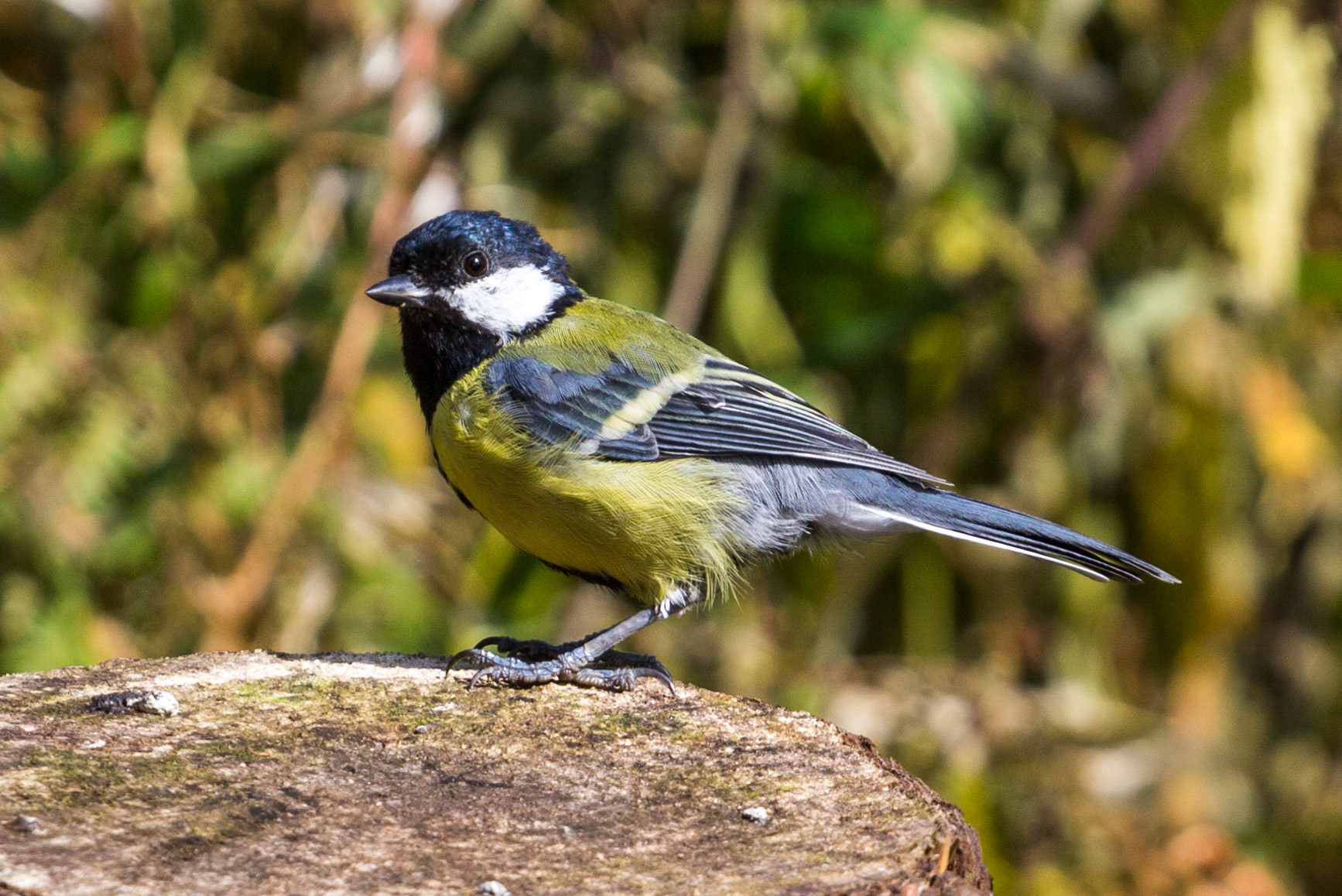 Morton Lochs - Tentsmuir Forest, Fife Please see my other Photographs at: www.jamespdeans.co.uk