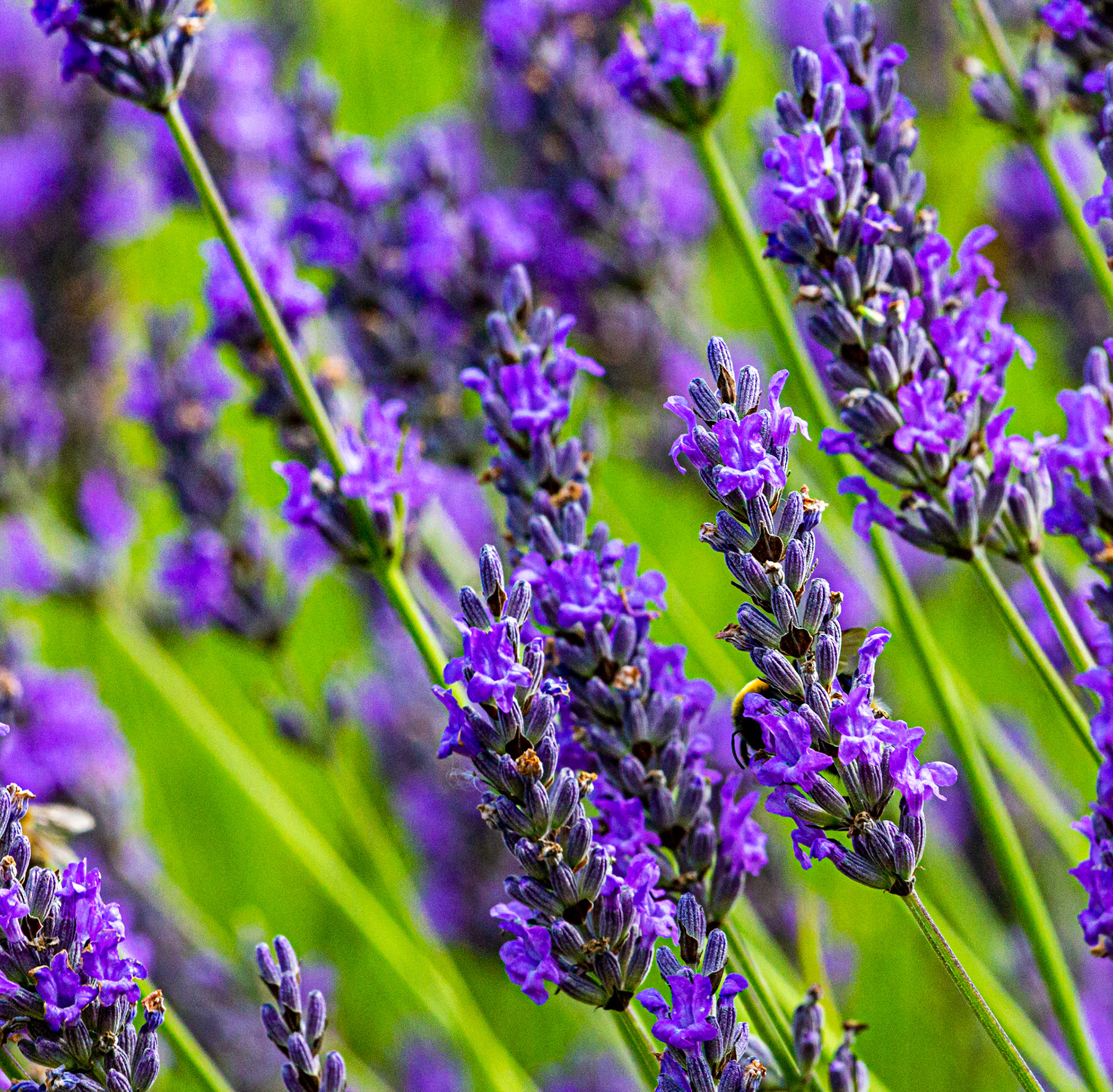 I spent an amazing few hours at Scottish Lavender Oils. They are so dedicated to nature and not to profit!