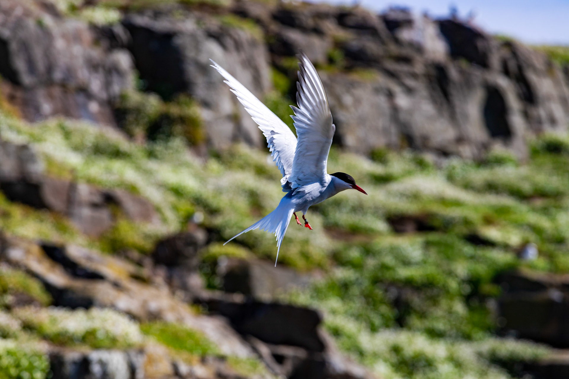 Isle of May - 04 June 2022