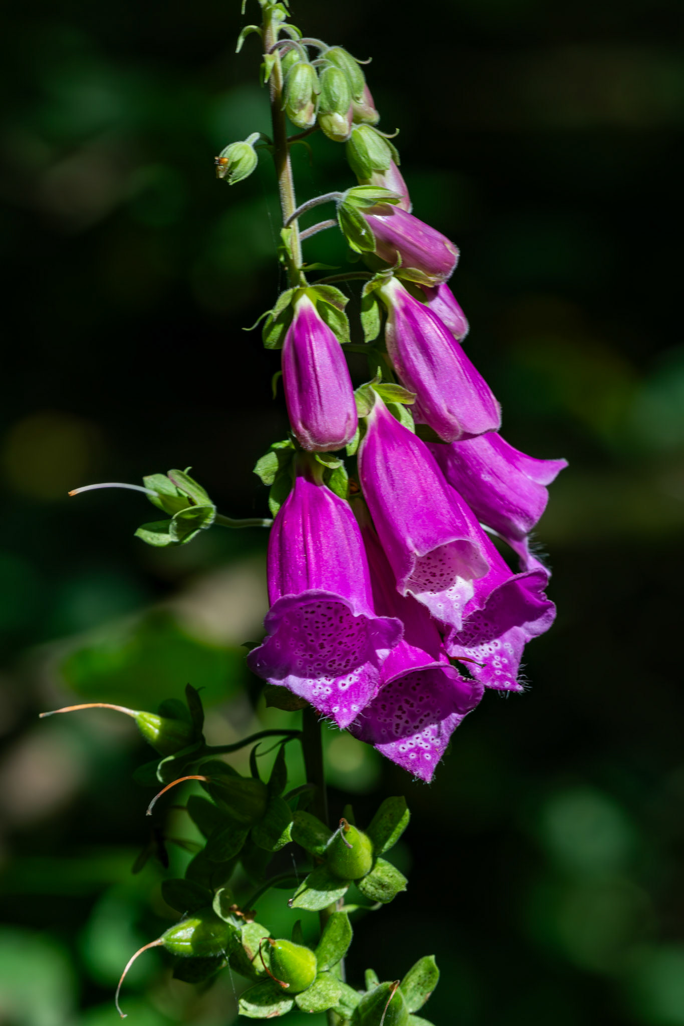 RSPB Loch Lomond 03 August 2024