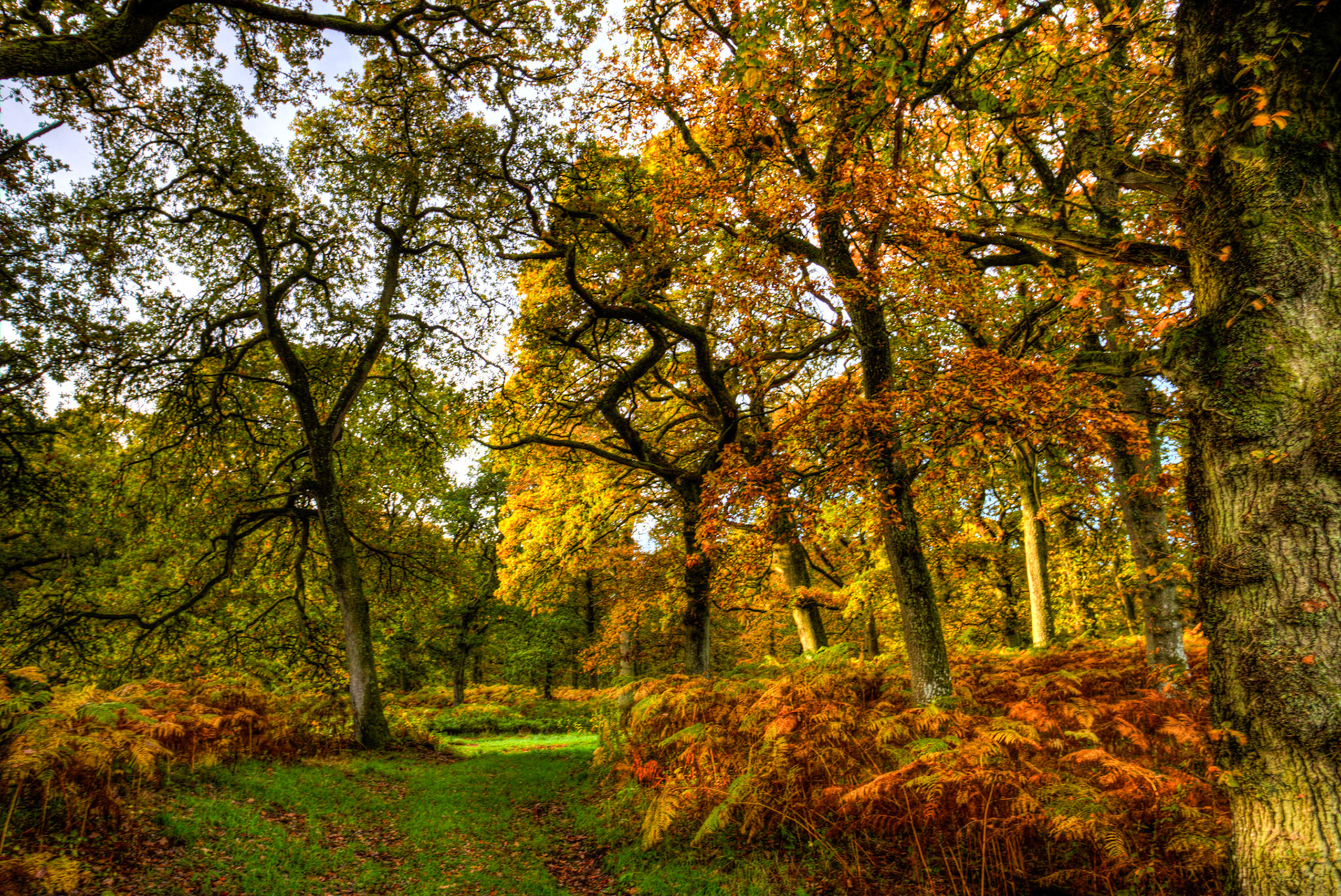 Kinclaven Bluebell Woods. Autumnal Tour around Perthshire 19 October 2024