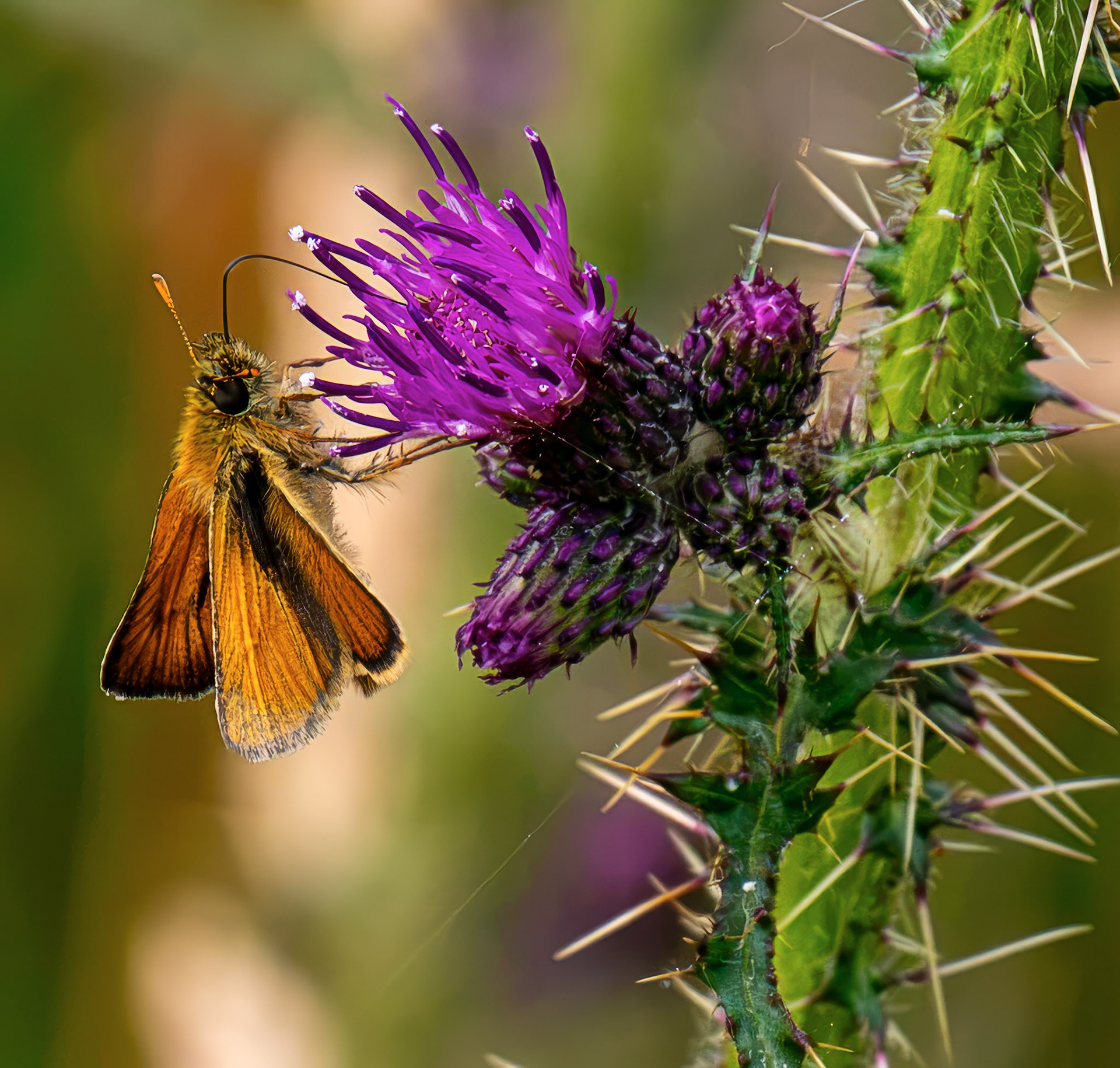 Small Skipper (Thymelicus sylvestris) Harperrig 14 July 2026
