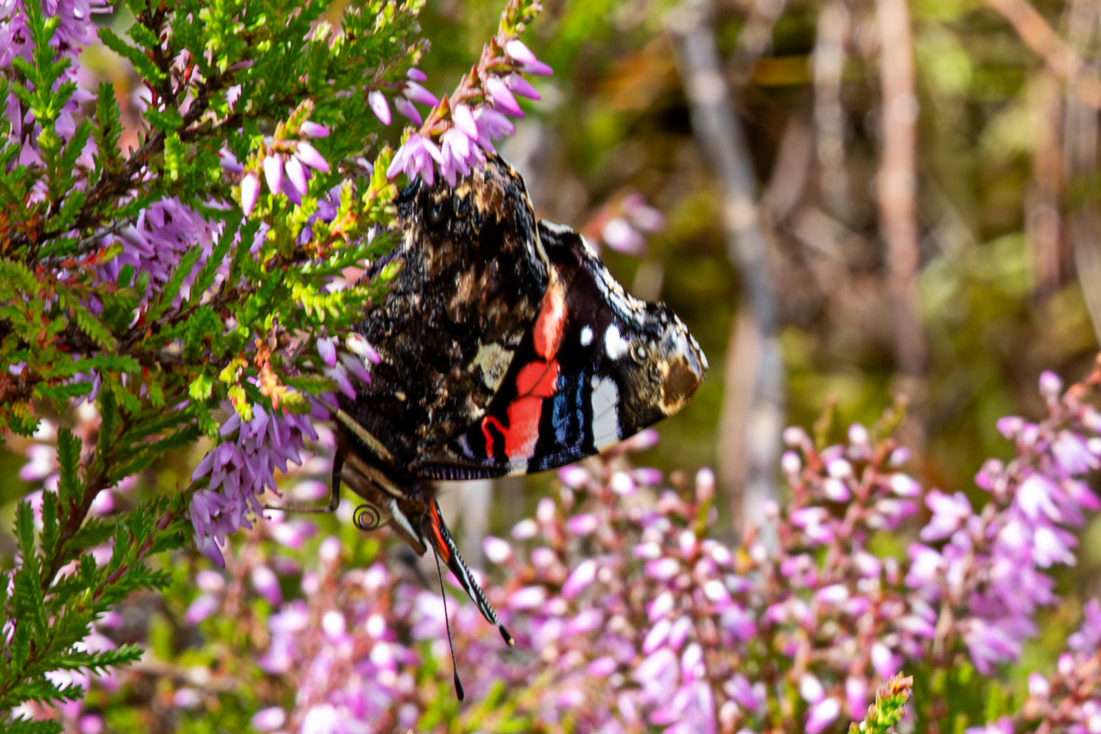 Flanders Moss 06 August 2024