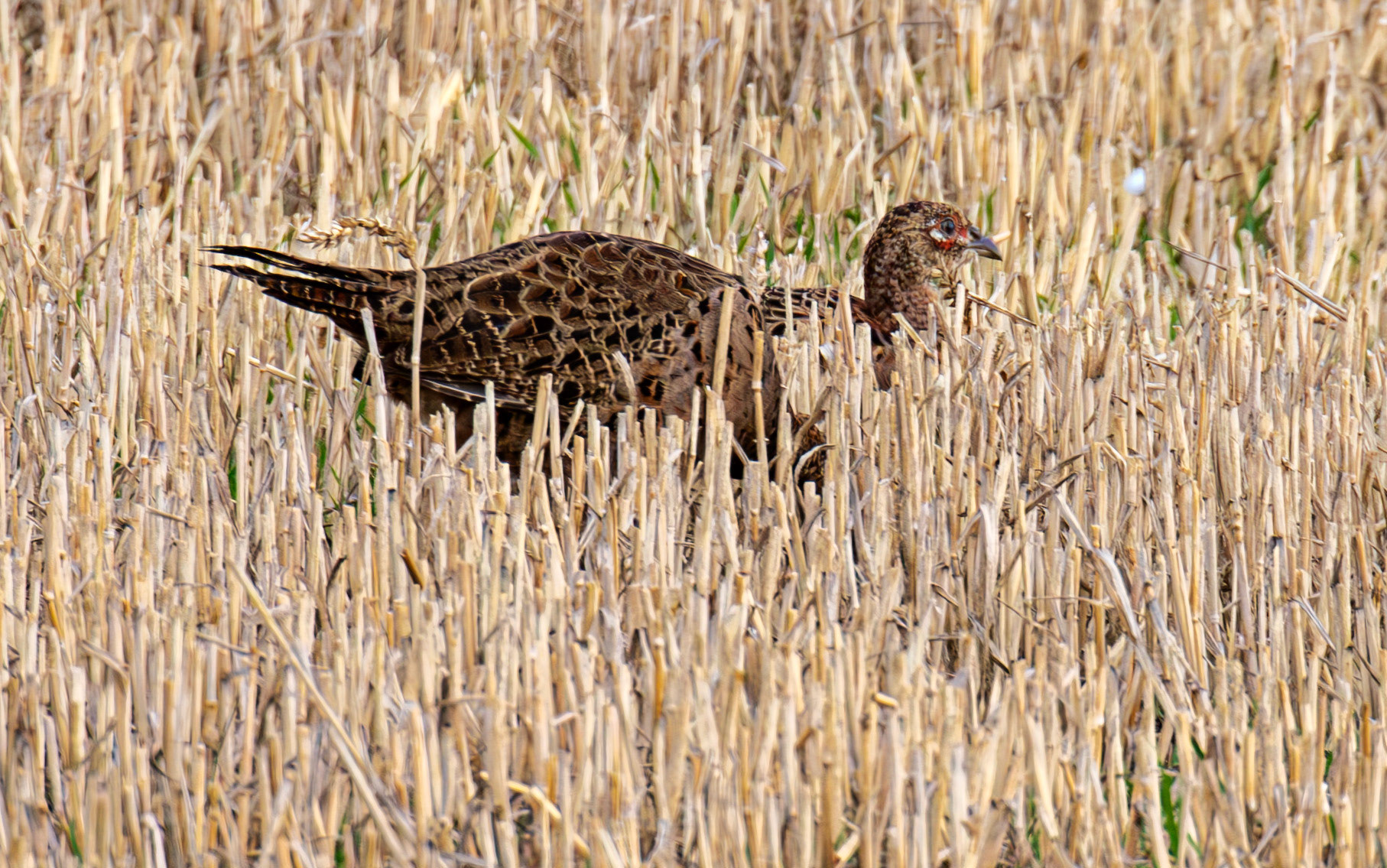 Pheasant - East Lothian 30 Sep 2025