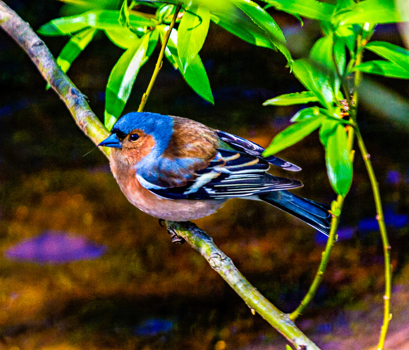Chaffinch - Water of Leith Walkway, Edinburgh Please see my other Photographs at: www.jamespdeans.co.uk