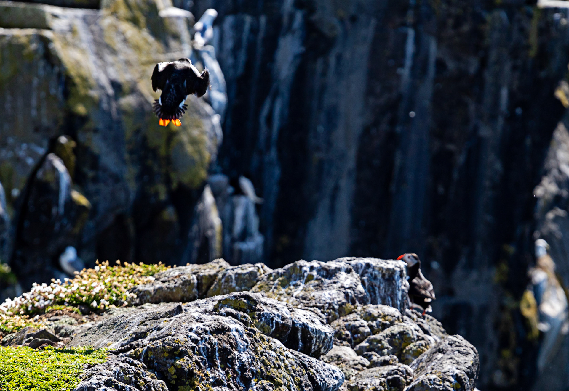 Puffin - Isle of May - 04 June 2022