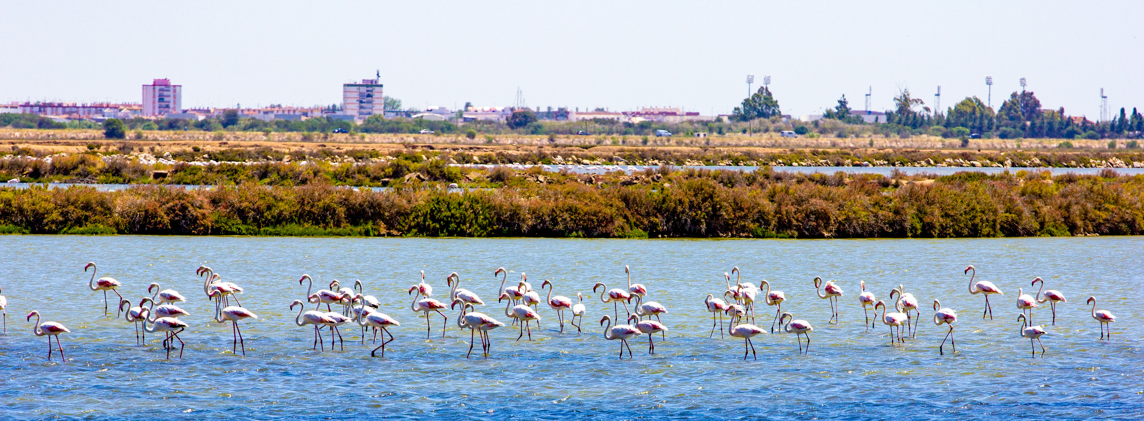 Greater Flamingos in the salt pans at Vila Real de Santo António. This was a VERY long HOT walk, not helped by being given wrong directions, but the wild life was worth it.Please see my Photographs of Birds at: http://www.jamespdeans.co.uk/p335071268