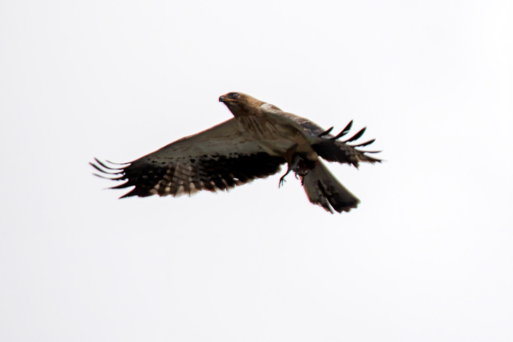 Booted Eagle - Entre-os-Rios 25 August 2026