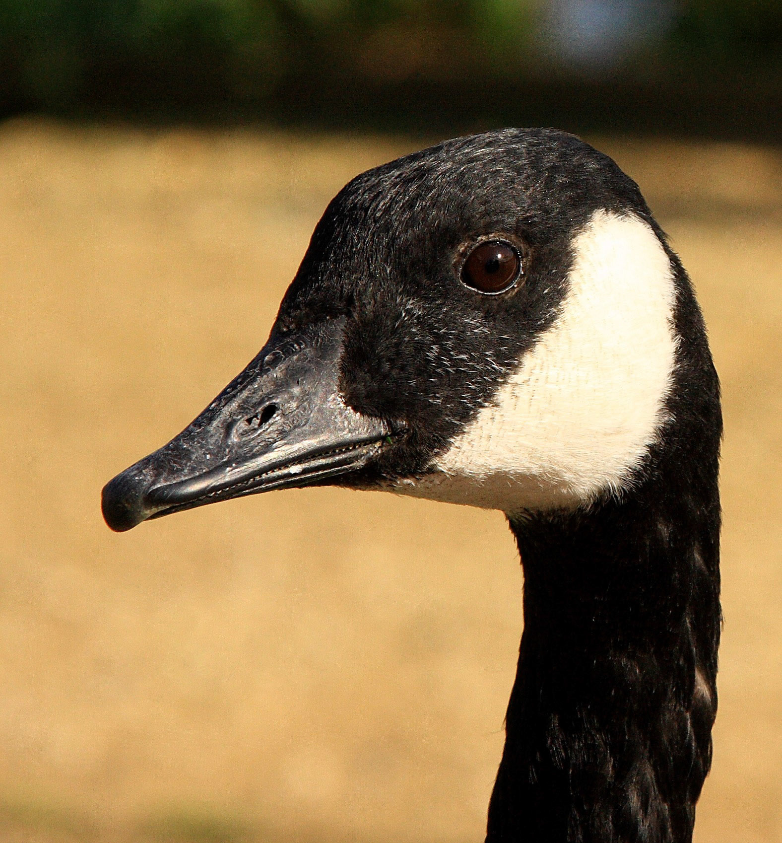 ThatchamPlease see my other Photographs at: http://www.jamespdeans.co.uk/