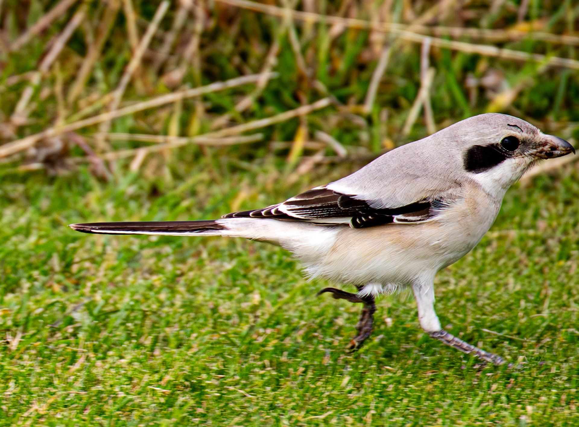 Steppe Grey Shrike in Dunbar 14 Sept 2024