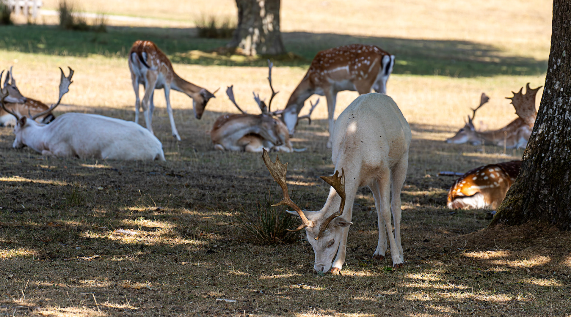 Fallow Deer - Knowle Park, Kent 23 Aug 2025