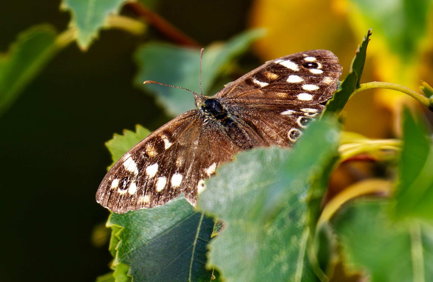 Barns Ness 29 Sept 2024