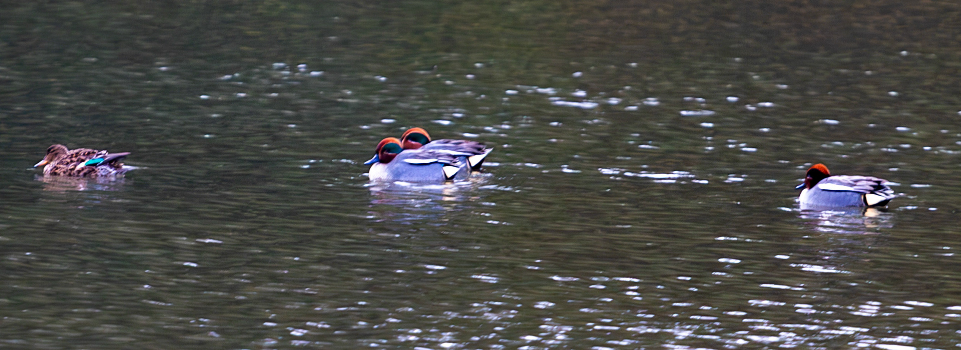 Teal on the Curling Pond at Colzium Park, Kilsyth. 08 March 2024