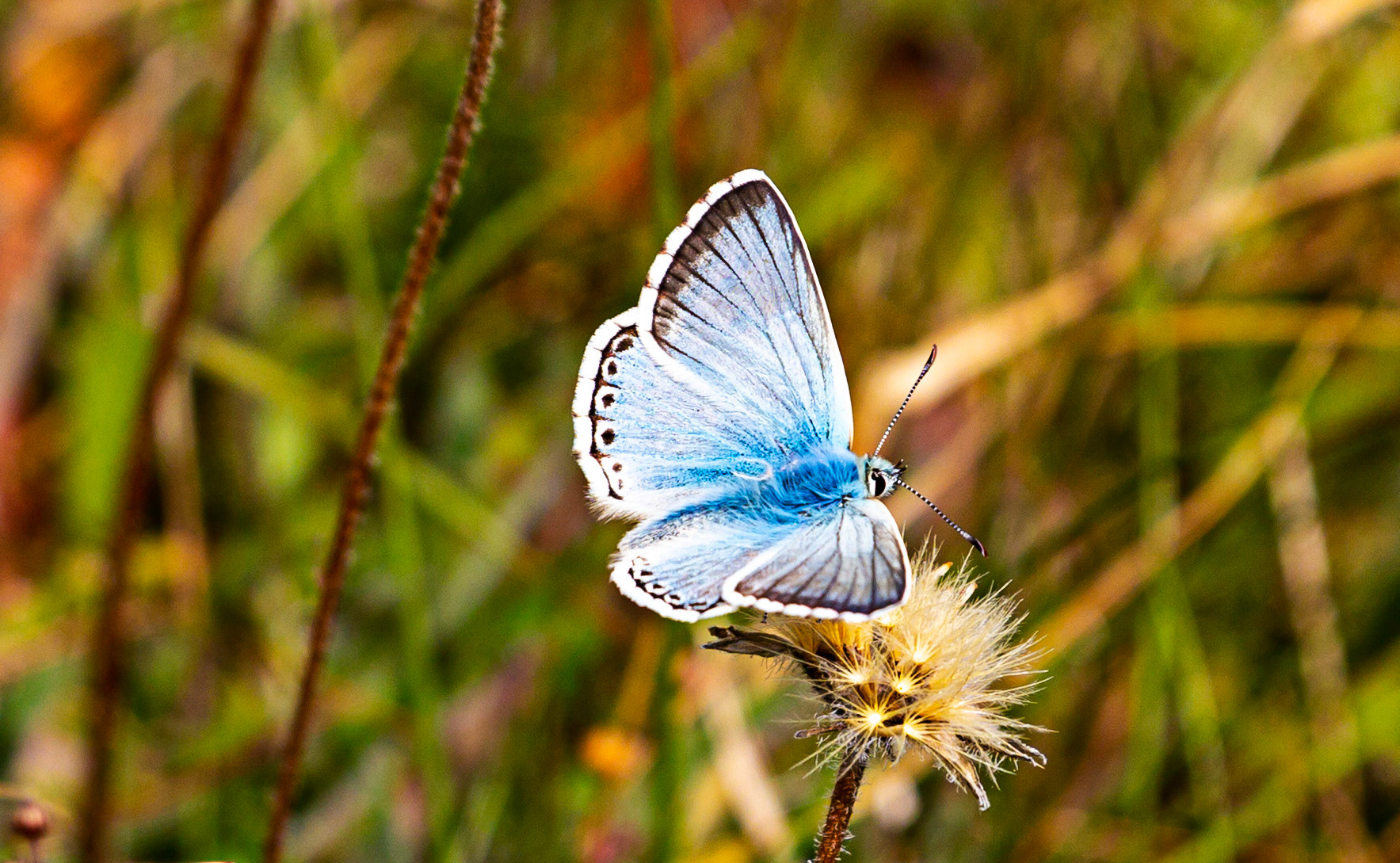 Culver Down IOW 17  July 2022