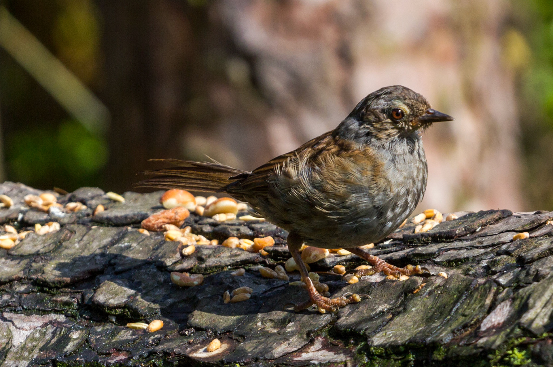 Morton Lochs - Tentsmuir Forest, Fife Please see my other Photographs at: www.jamespdeans.co.uk