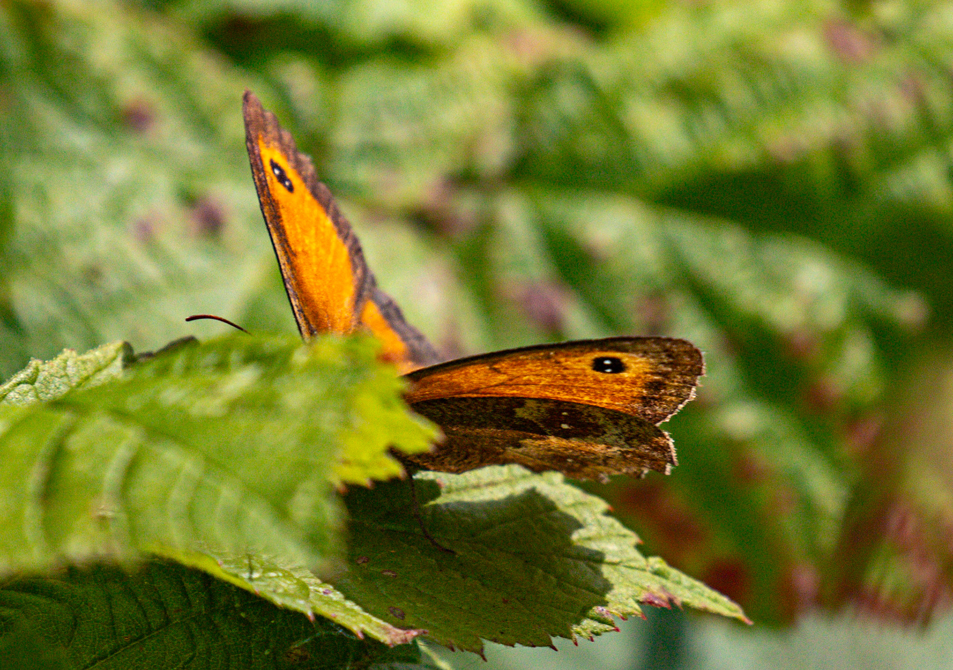 Gatekeeper butterfly (Pyronia tithonus) Walk Thames Path MArlow to Bourne End 06 August 2025