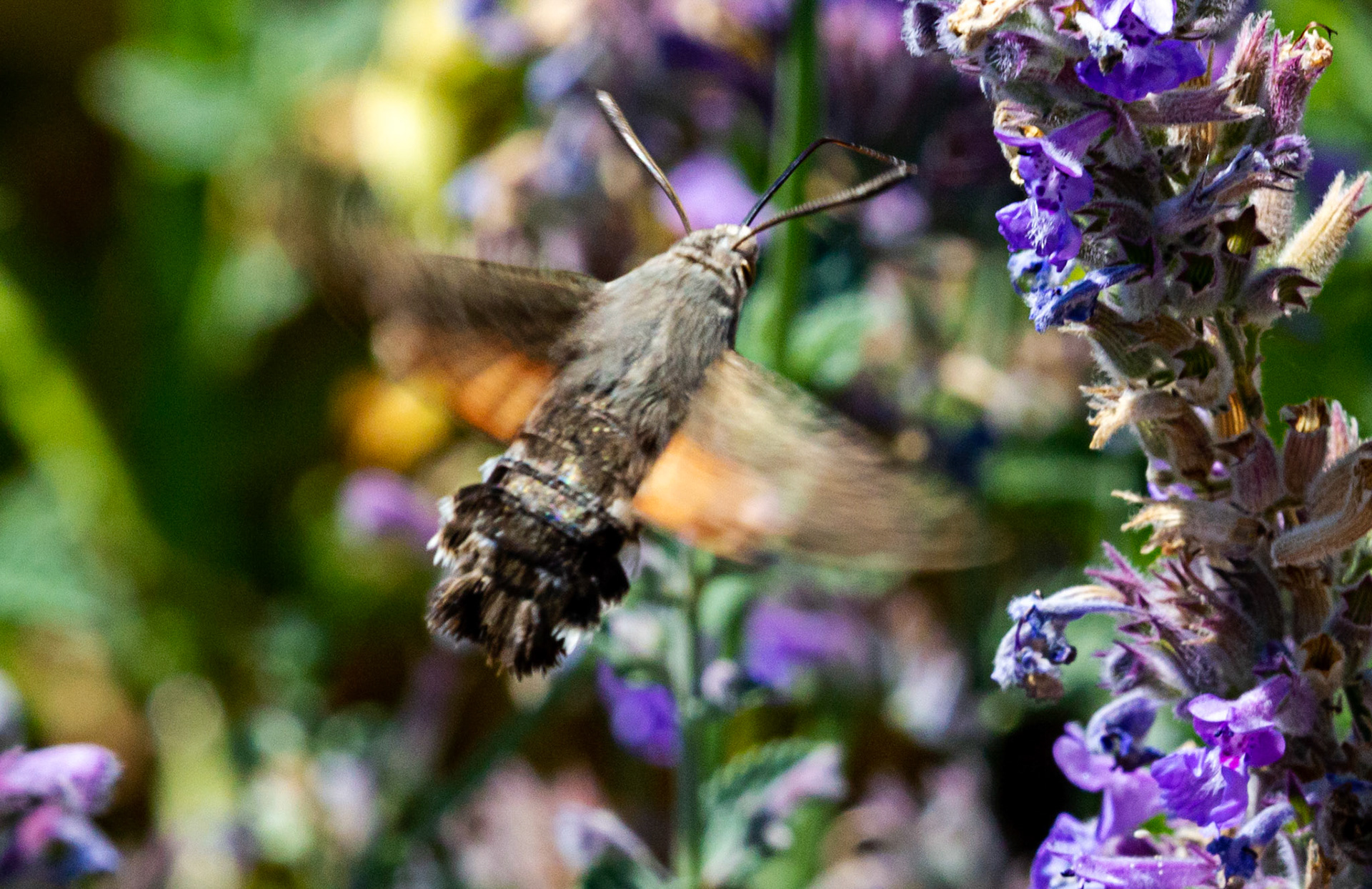 Mottistone IOW 16 July 2022