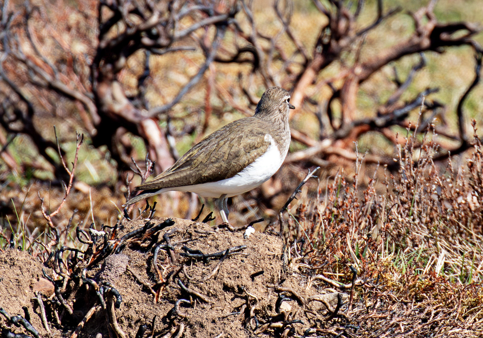 Common Sandpiper: Lammermuir Hills at Faseny Bridge.