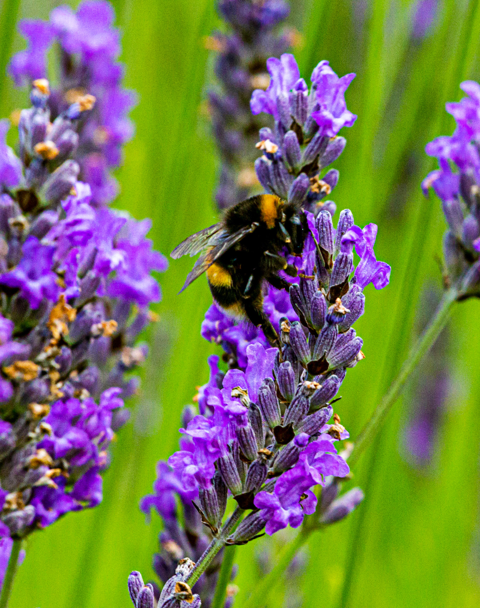 I spent an amazing few hours at Scottish Lavender Oils. They are so dedicated to nature and not to profit!