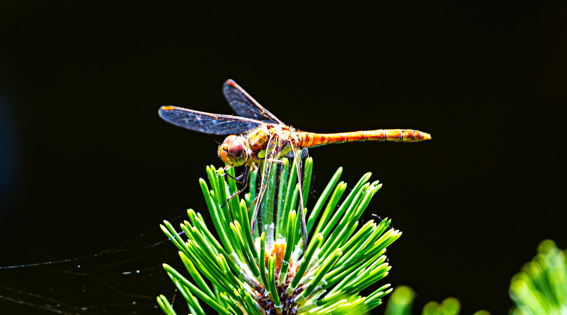 Godshill IOW 15  July 2022