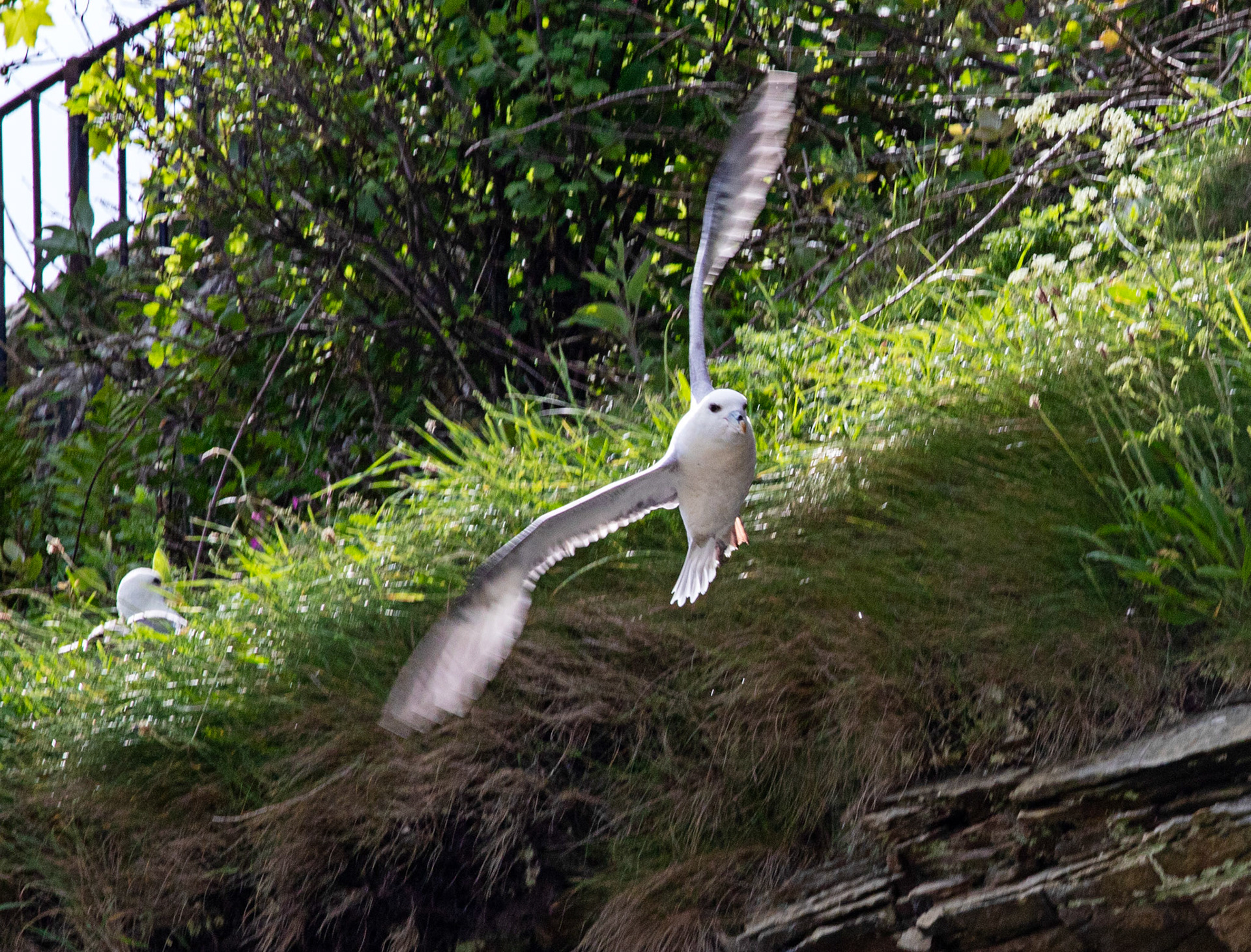 Fulmar at Dysart 25 May 2024
