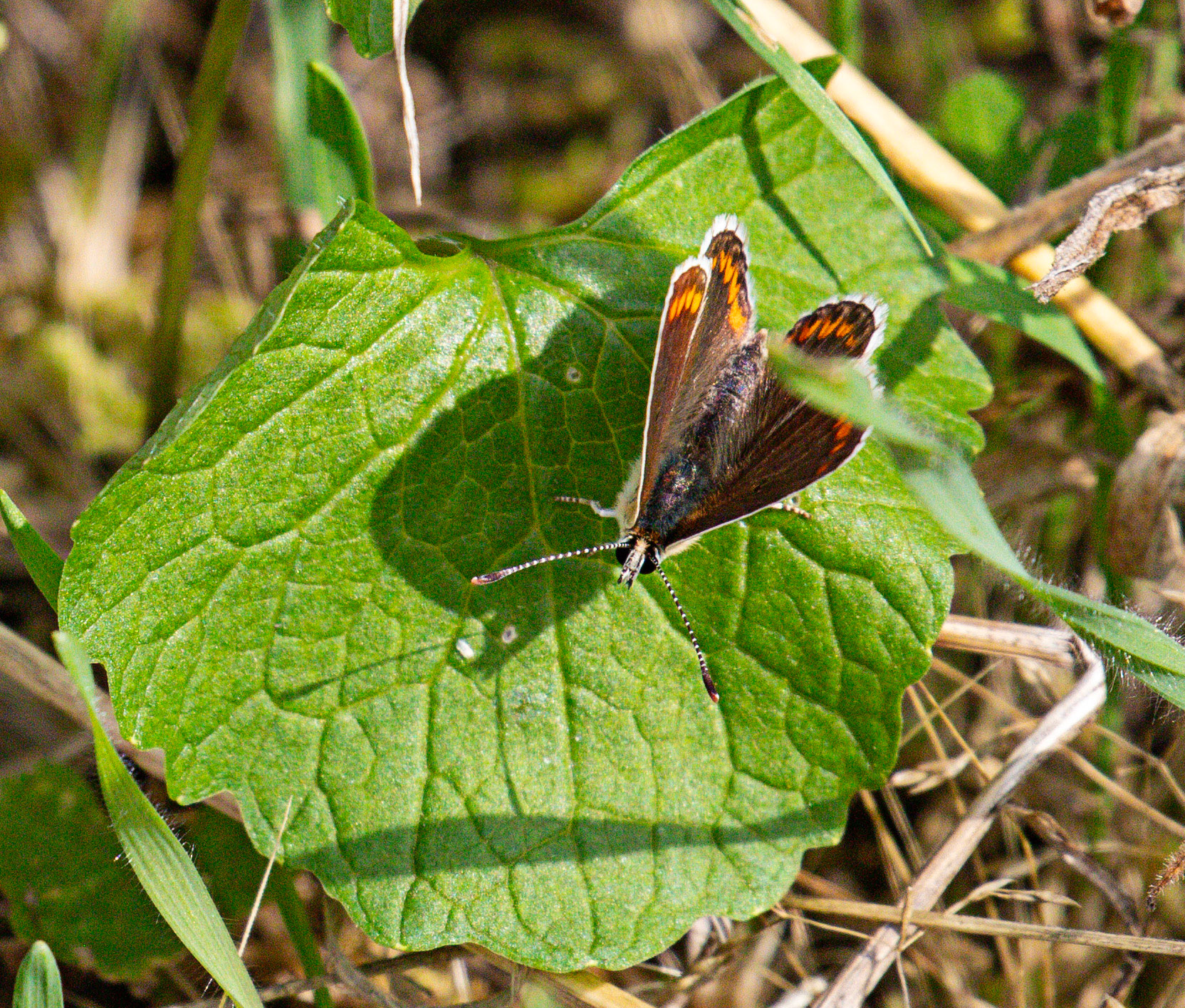 Brown Argus (Aricia agestis) Walk Thames Path MArlow to Bourne End 06 August 2025